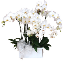 Load image into Gallery viewer, Clouds of Phalaenopsis
