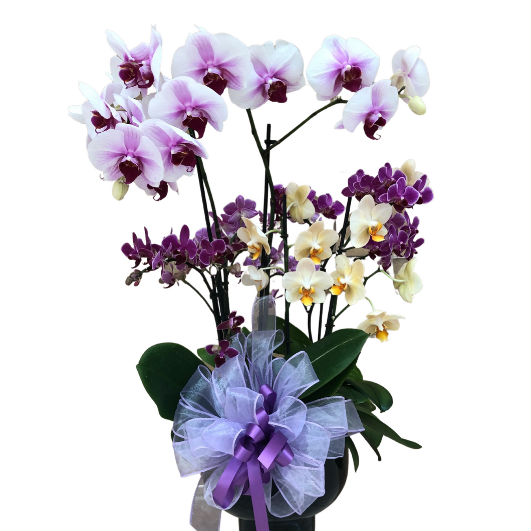 Royal Purple Orchids